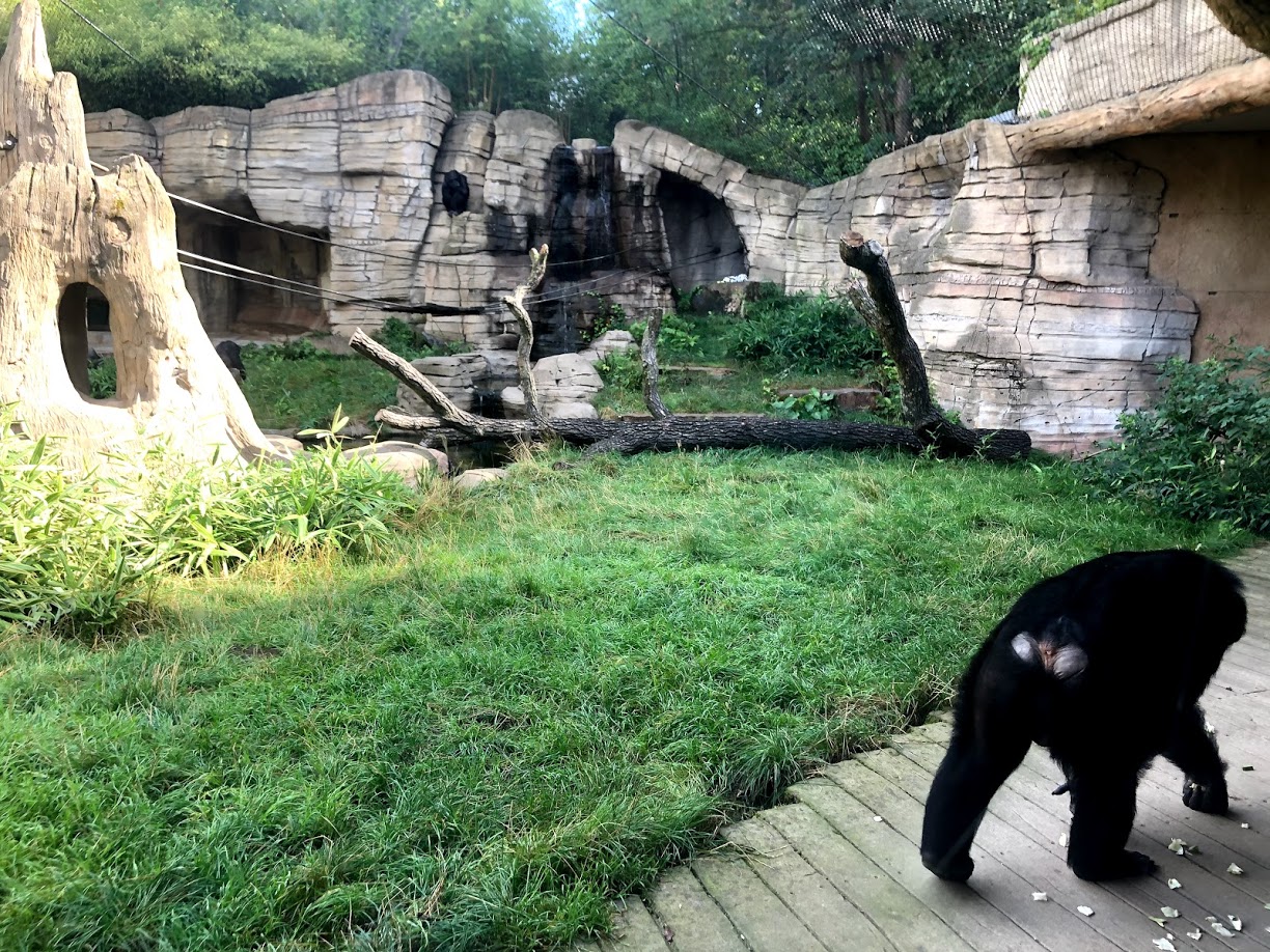 Erlebnis-Zoo Hannover- chimpanze exhibit- 2020