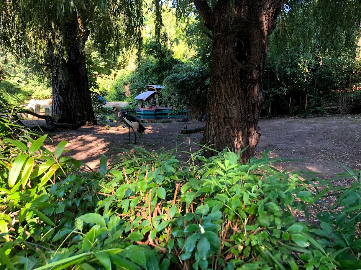 Erlebnis-Zoo Hannover- crowned crane beside boat- 2020
