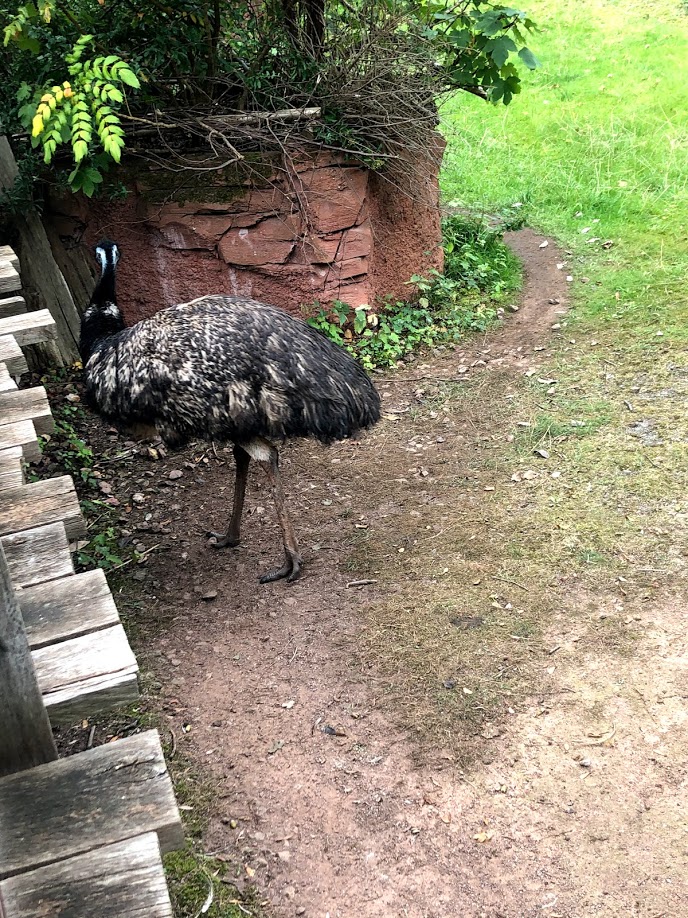 Erlebnis-Zoo Hannover- emu- 2020