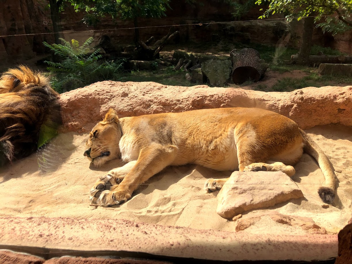 Erlebnis-Zoo Hannover- female Barbary lion- 2020