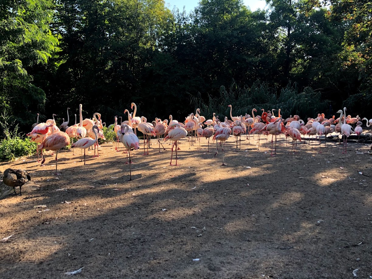 Erlebnis-Zoo Hannover- flamingo group- 2020