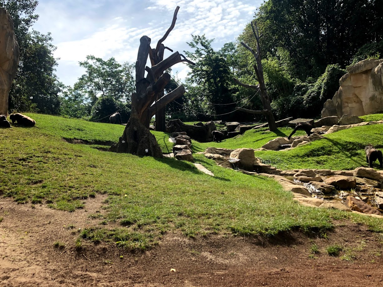 Erlebnis-Zoo Hannover- gorilla mountain- 2020