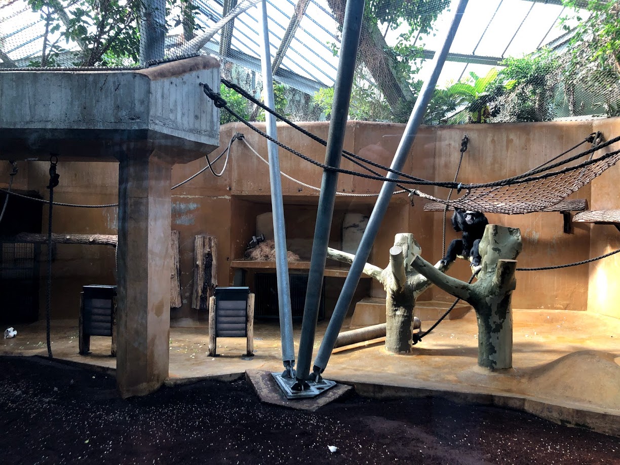 Erlebnis-Zoo Hannover- indoor chimpanze exhibit- 2020
