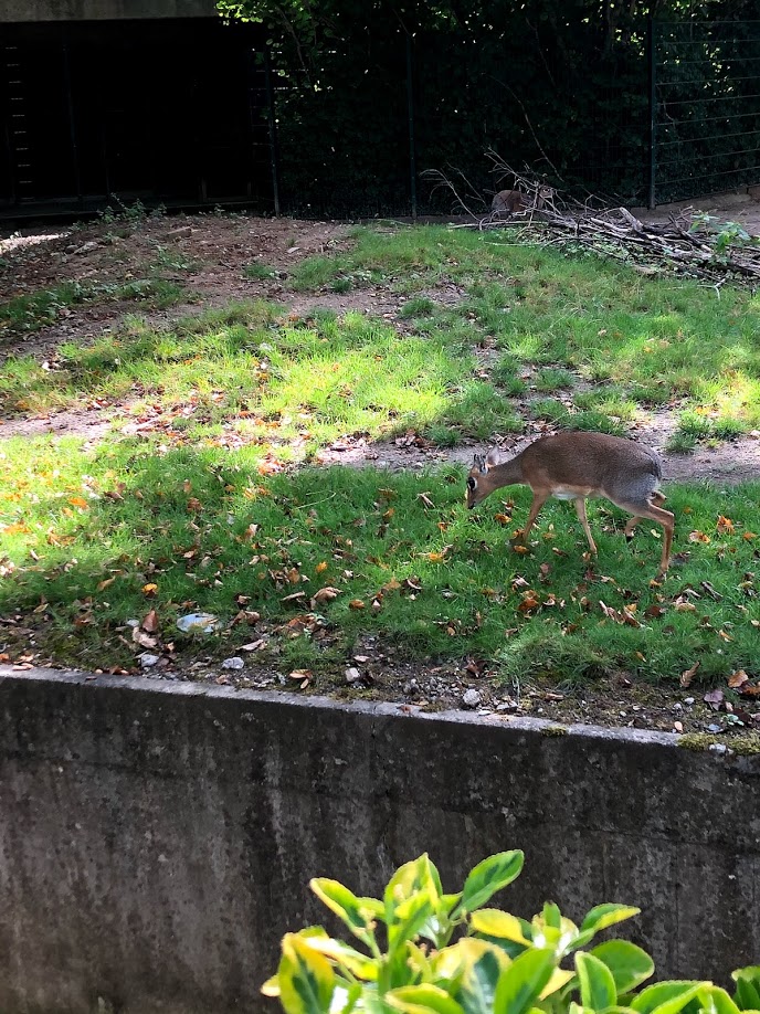 Erlebnis-Zoo Hannover- Kirk's dik-dik- 2020