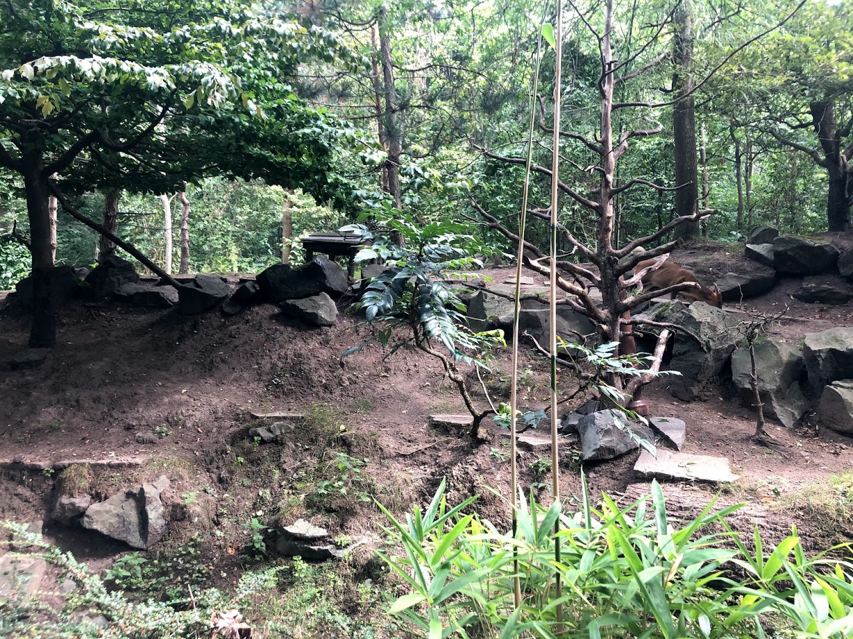 Erlebnis-Zoo Hannover- natural muntjak and red panda enclosure- 2020