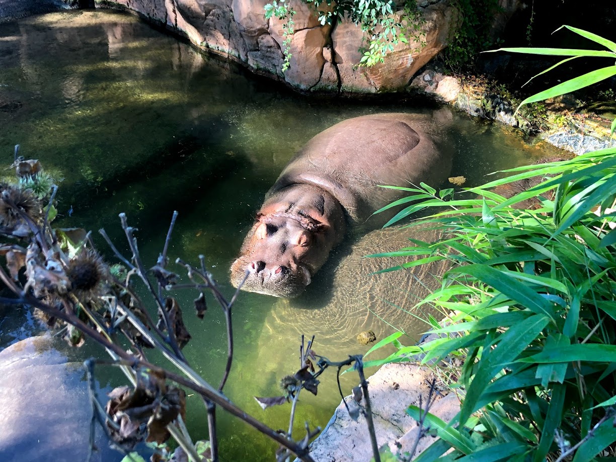 Erlebnis-Zoo Hannover- nile hippopotamus- 2020