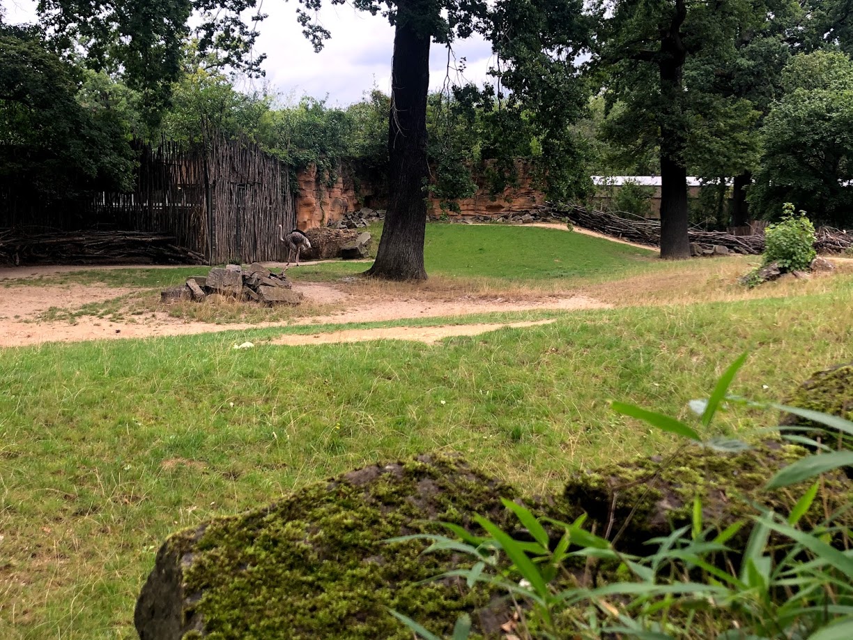 Erlebnis-Zoo Hannover- ostrich enclosure- 2020