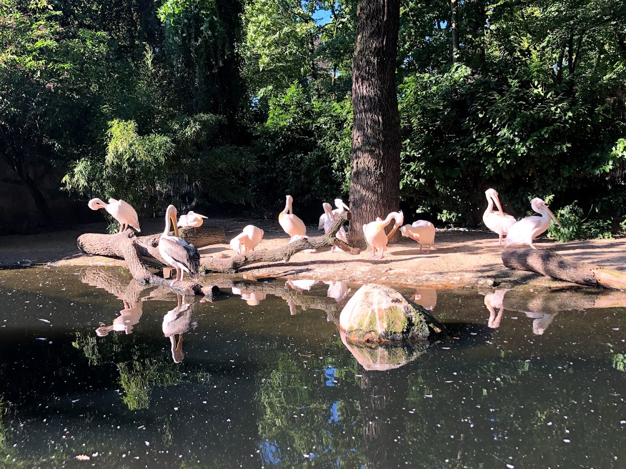 Erlebnis-Zoo Hannover- pelican group- 2020