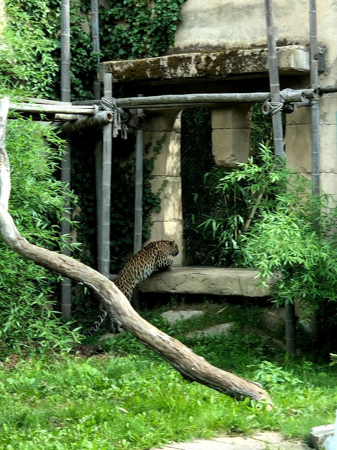 Erlebnis-Zoo Hannover- Persian leopard jumping- 2020