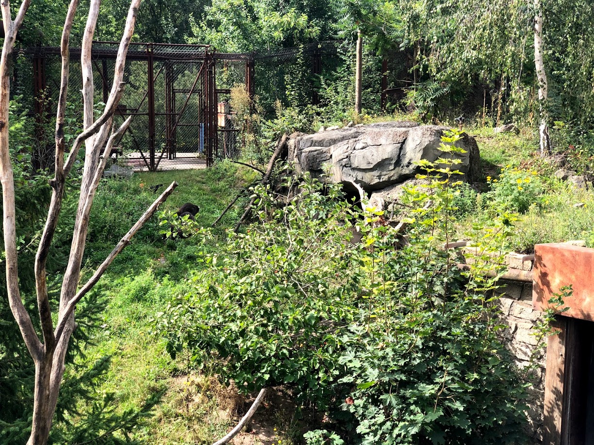 Erlebnis-Zoo Hannover- racoon exhibit- 2020