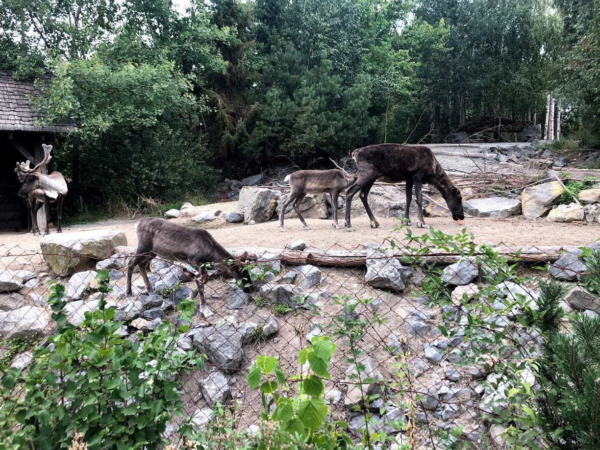 Erlebnis-Zoo Hannover- reindeer- 2020