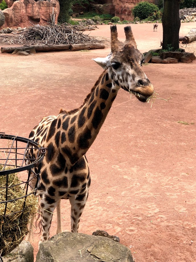 Erlebnis- Zoo Hannover- Rothschild's giraffe eating- 2020