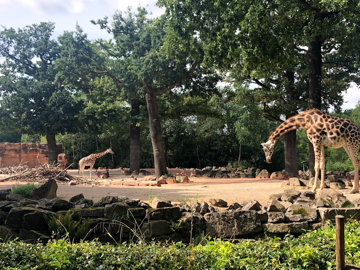 Erlebnis-Zoo Hannover- Rothschild's giraffe on the other savanna- 2020
