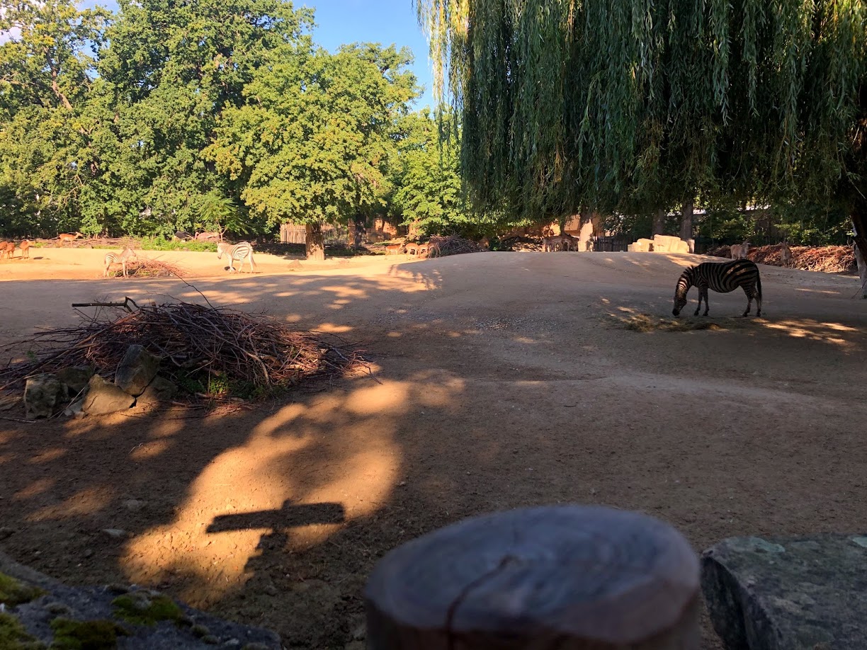 Erlebnis-Zoo Hannover- savanna enclosure- 2020