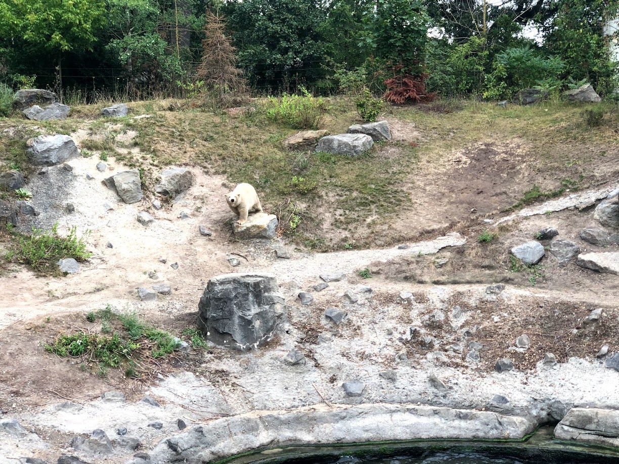 Erlebnis-Zoo Hannover- second polar bear enclosure with polar bear cup Nana- 2020