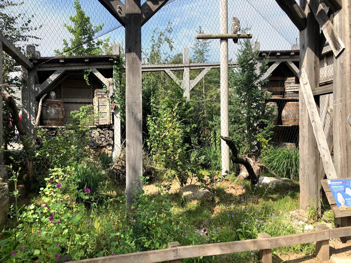 Erlebnis- Zoo Hannover- snowy owl enclosure annex- 2020