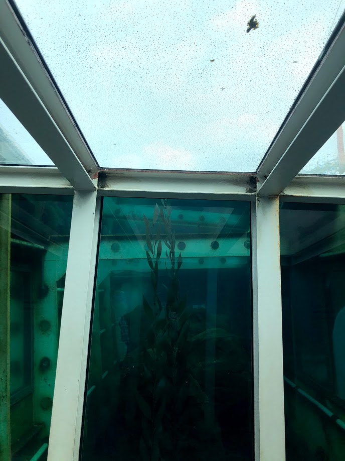 Erlebnis-Zoo Hannover- underwater tunnel through penguin exhibit- 2020