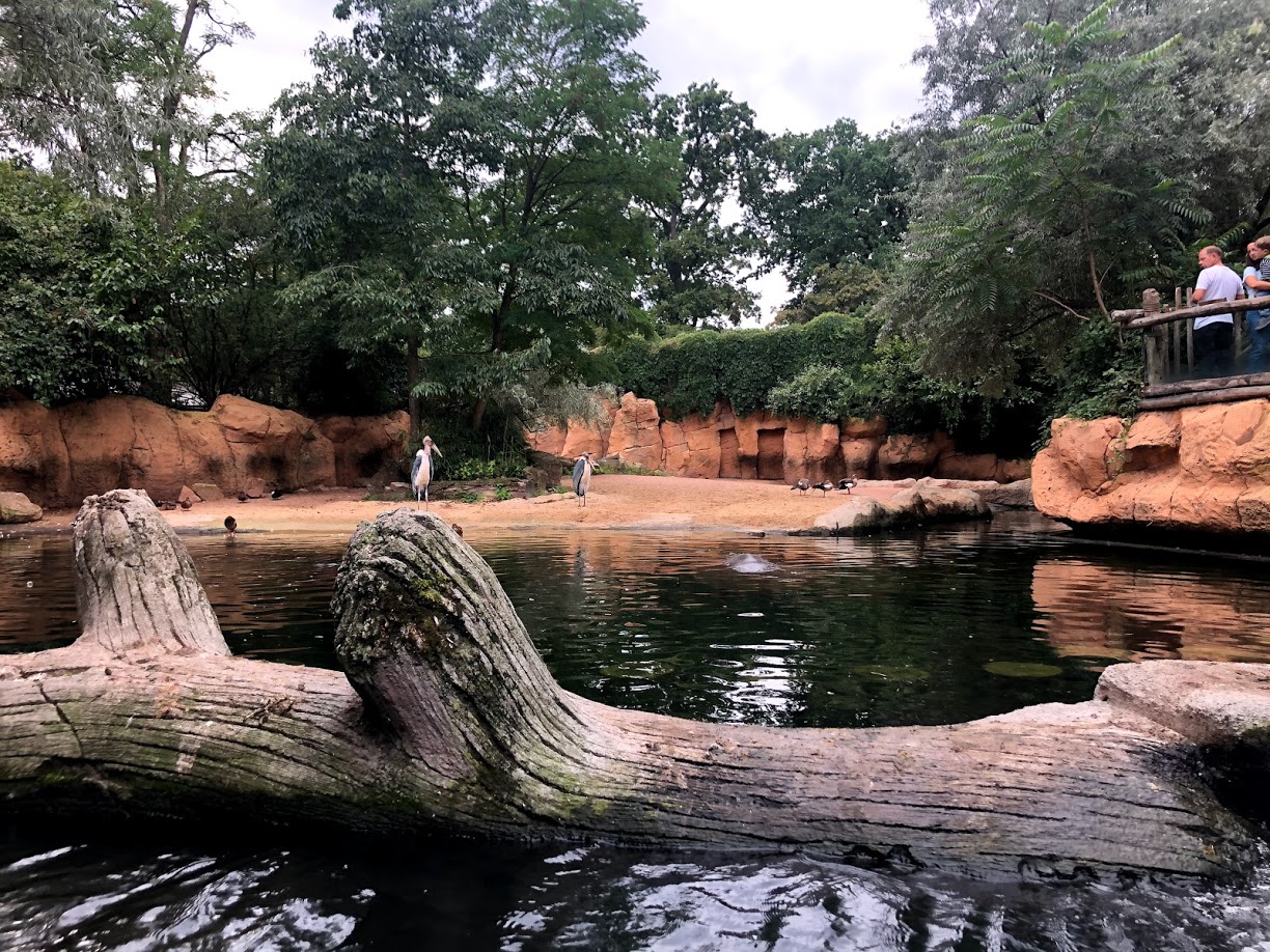 Erlebnis-Zoo Hannover- view into hippopotamus exhibit from the boat- 2020