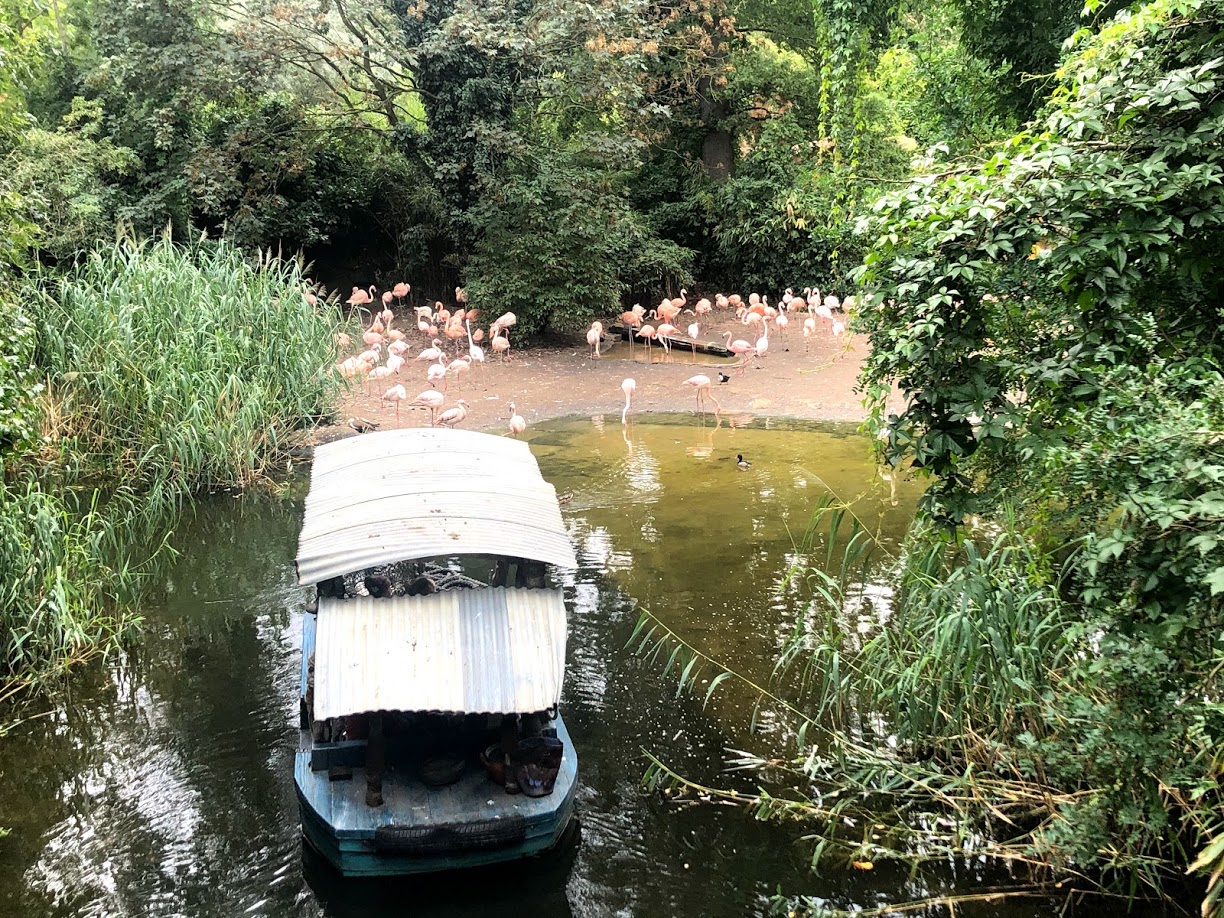 Erlebnis-Zoo Hannover- view onto boat tour and flamingo group- 2020