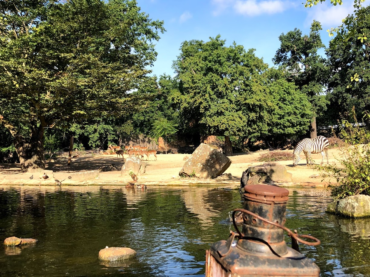 Erlebnis-Zoo Hannover- view onto savanna enclosure from the boat- 2020