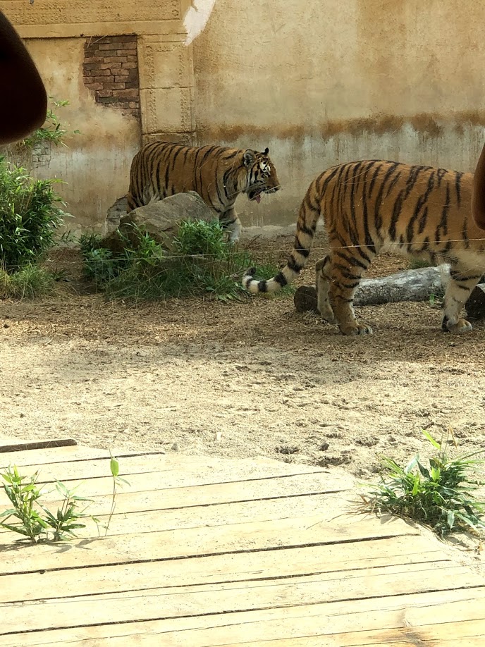 Erlebnis-Zoo Hannover- young siberian tiger- 2020