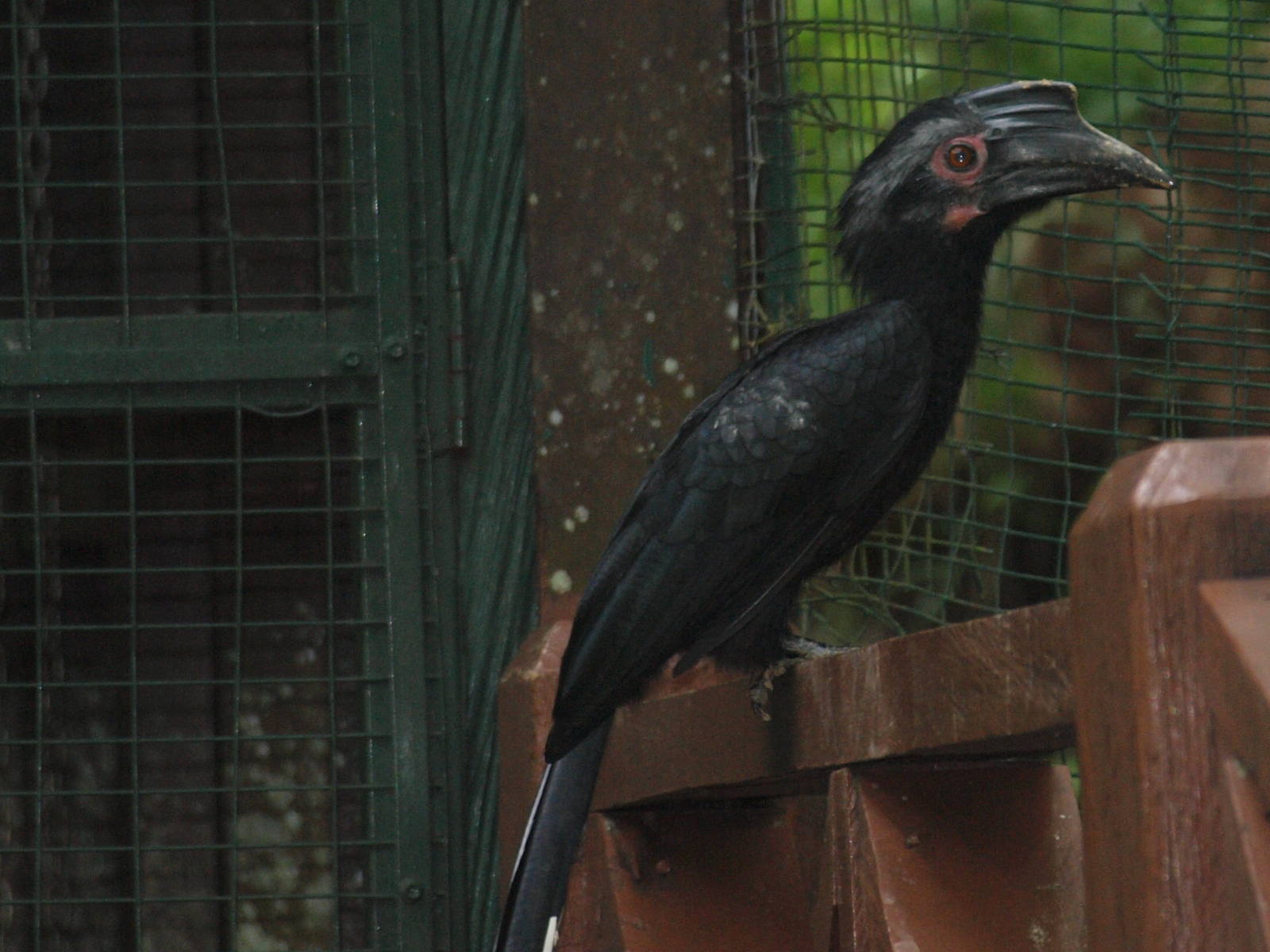 erm another type of hornbill :P