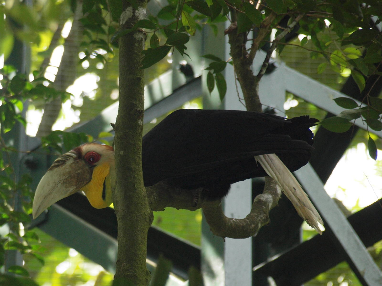 erm some kind of hornbill!! :)