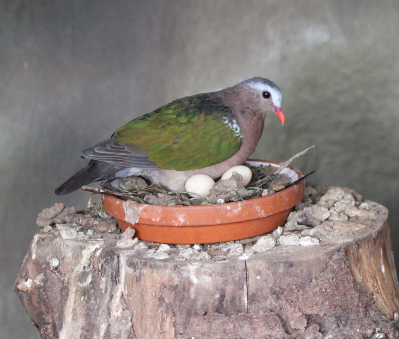 Ermerald dove at the nest