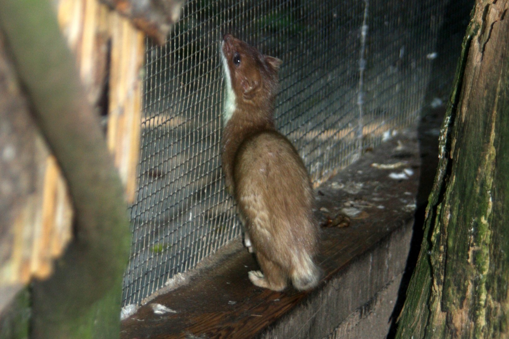 Ermine (Mustela erminea) 2010
