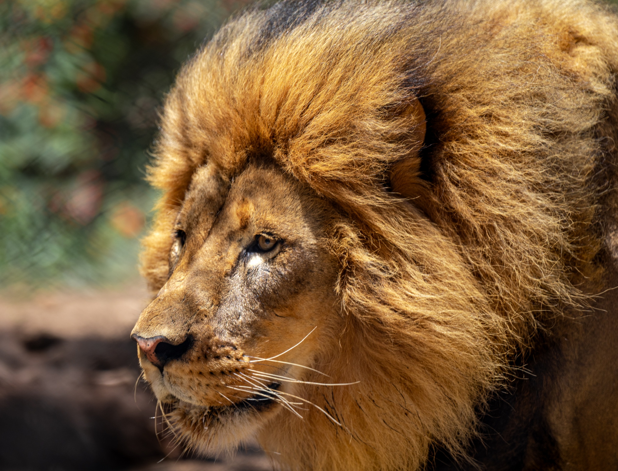 Ernest the African Lion