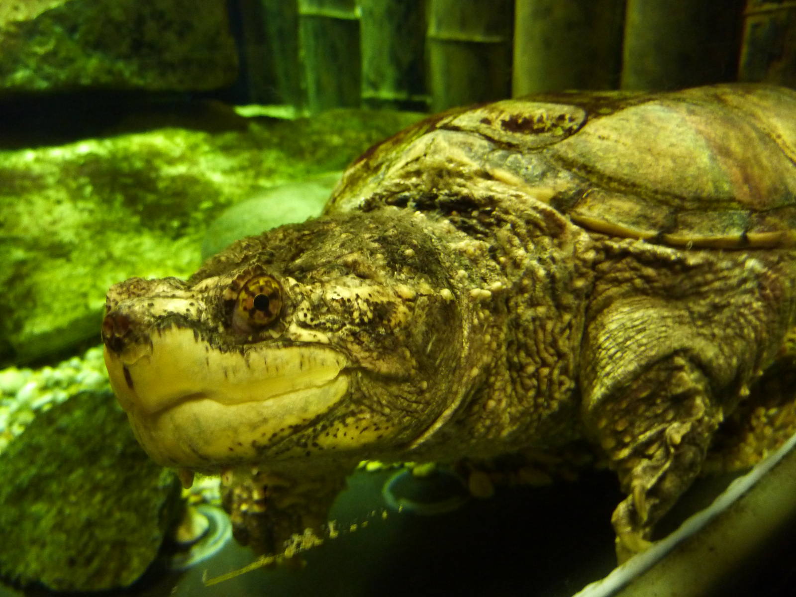 Ernest, the common snapping turtle, 8th Feb 2012