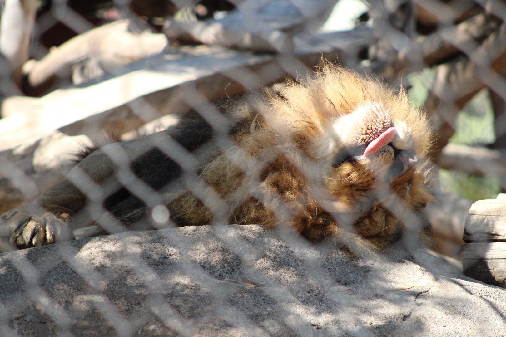 Ernest the Southeast African Lion (P. l. melanochaita)