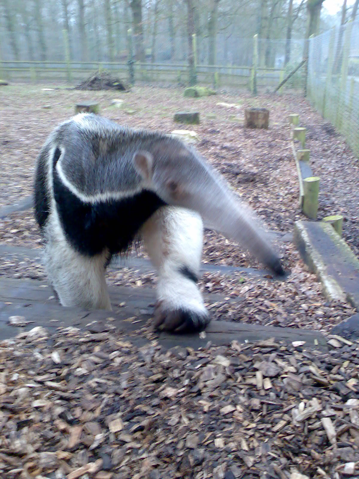 "Ernesto" male Giant Anteater