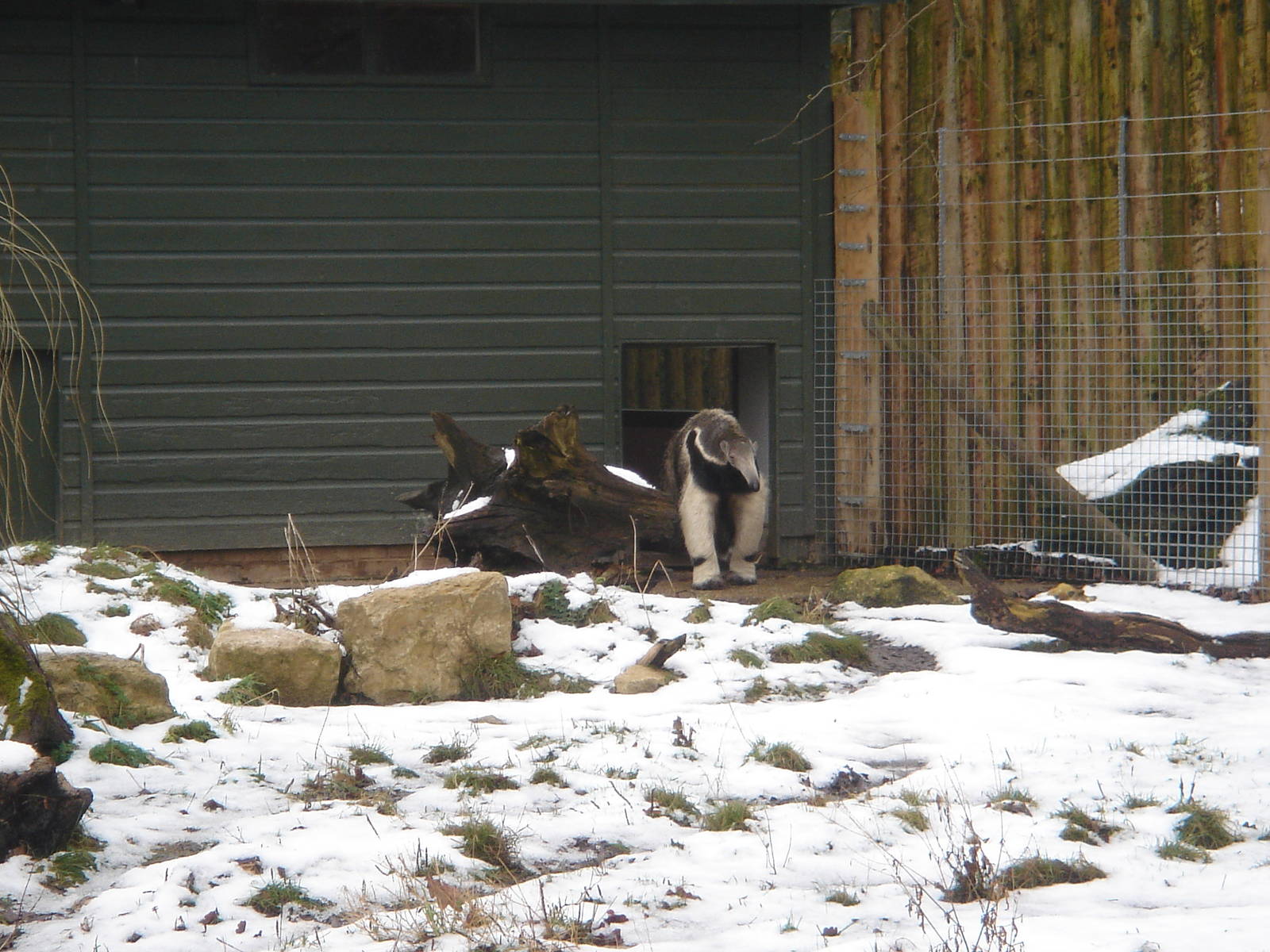 Ernesto the anteater