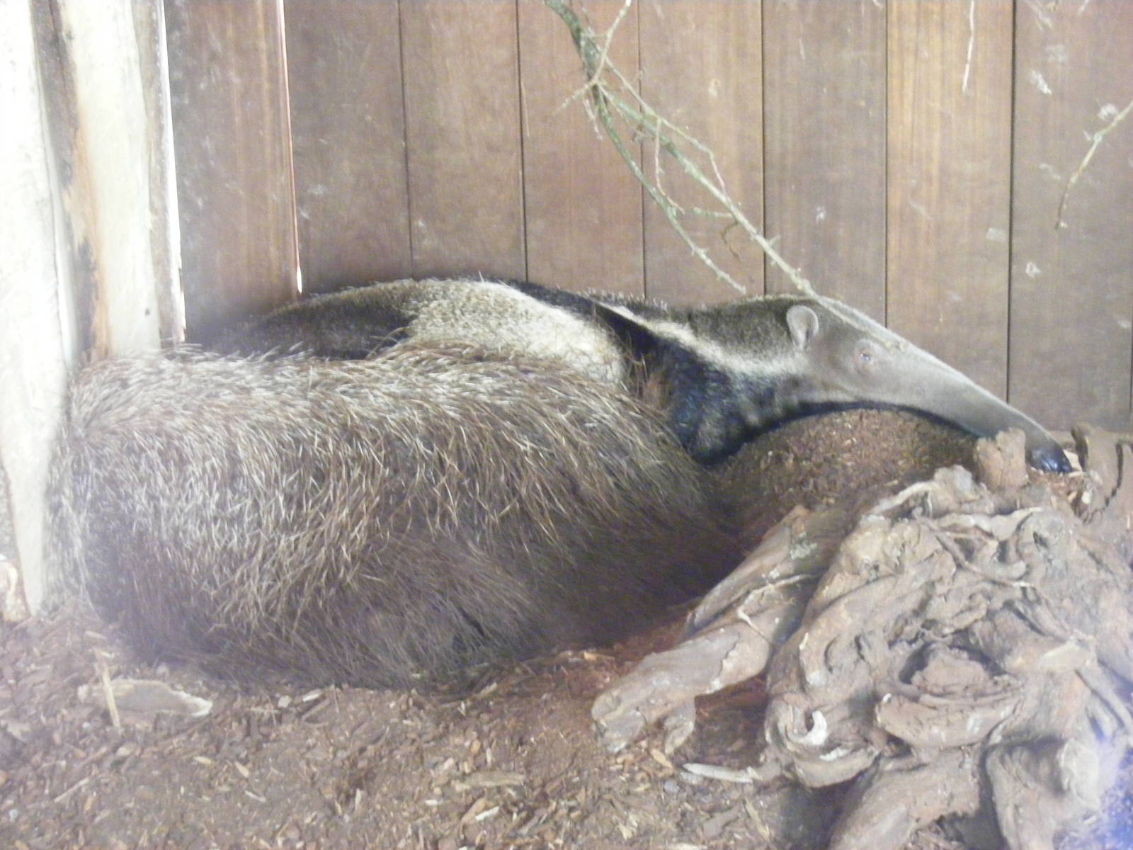 Ernesto the giant anteater at Marwell Wildlife, 8 July 2011