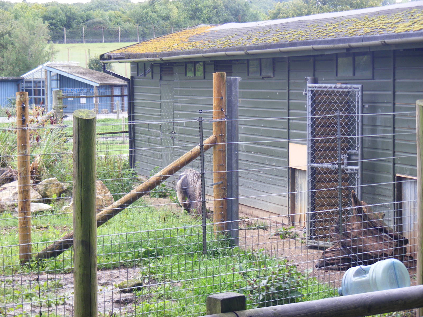 Ernesto the giant anteater at Marwell Wildlife on 26 August 2011