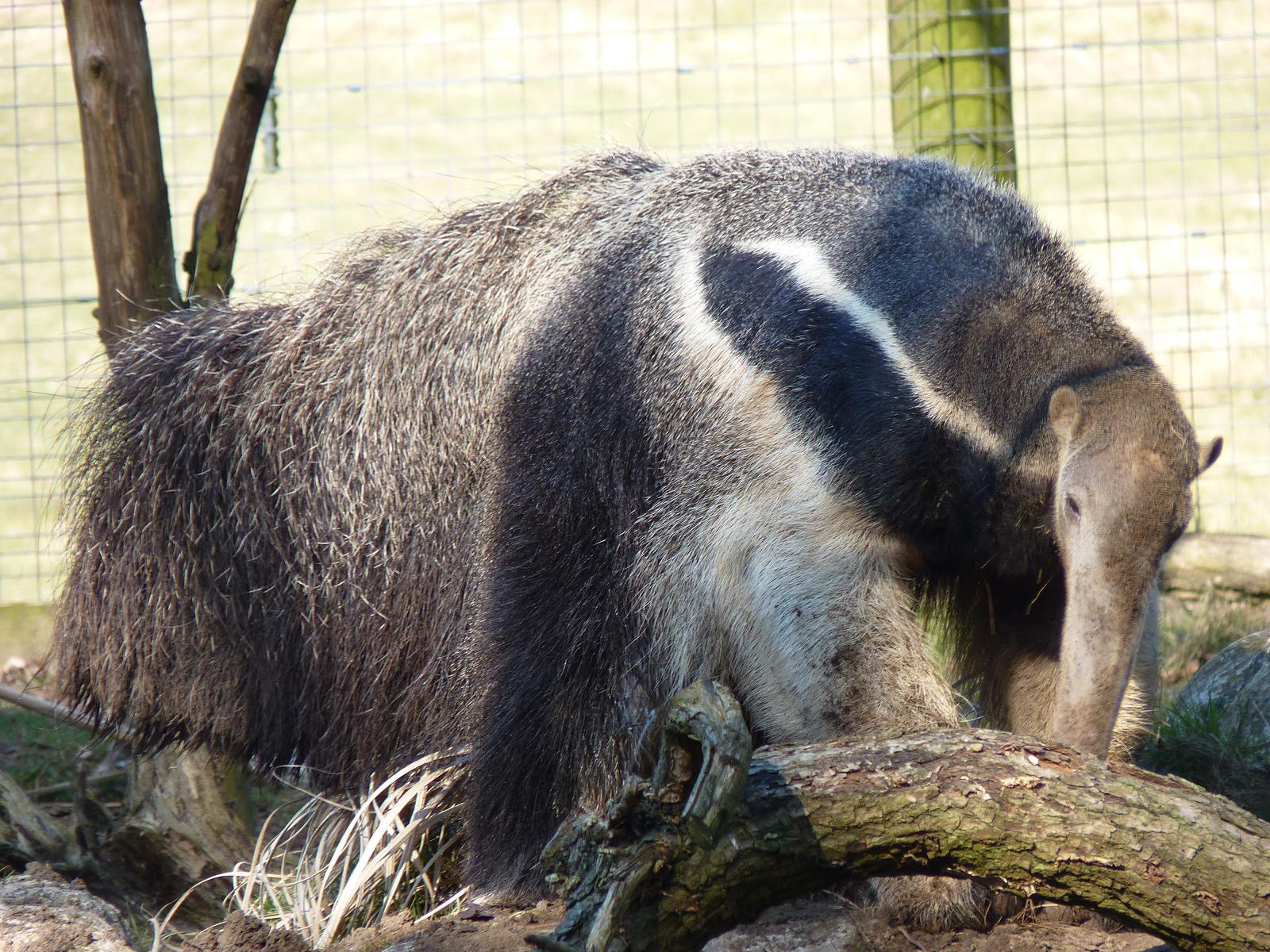 Ernesto the Giant Anteater
