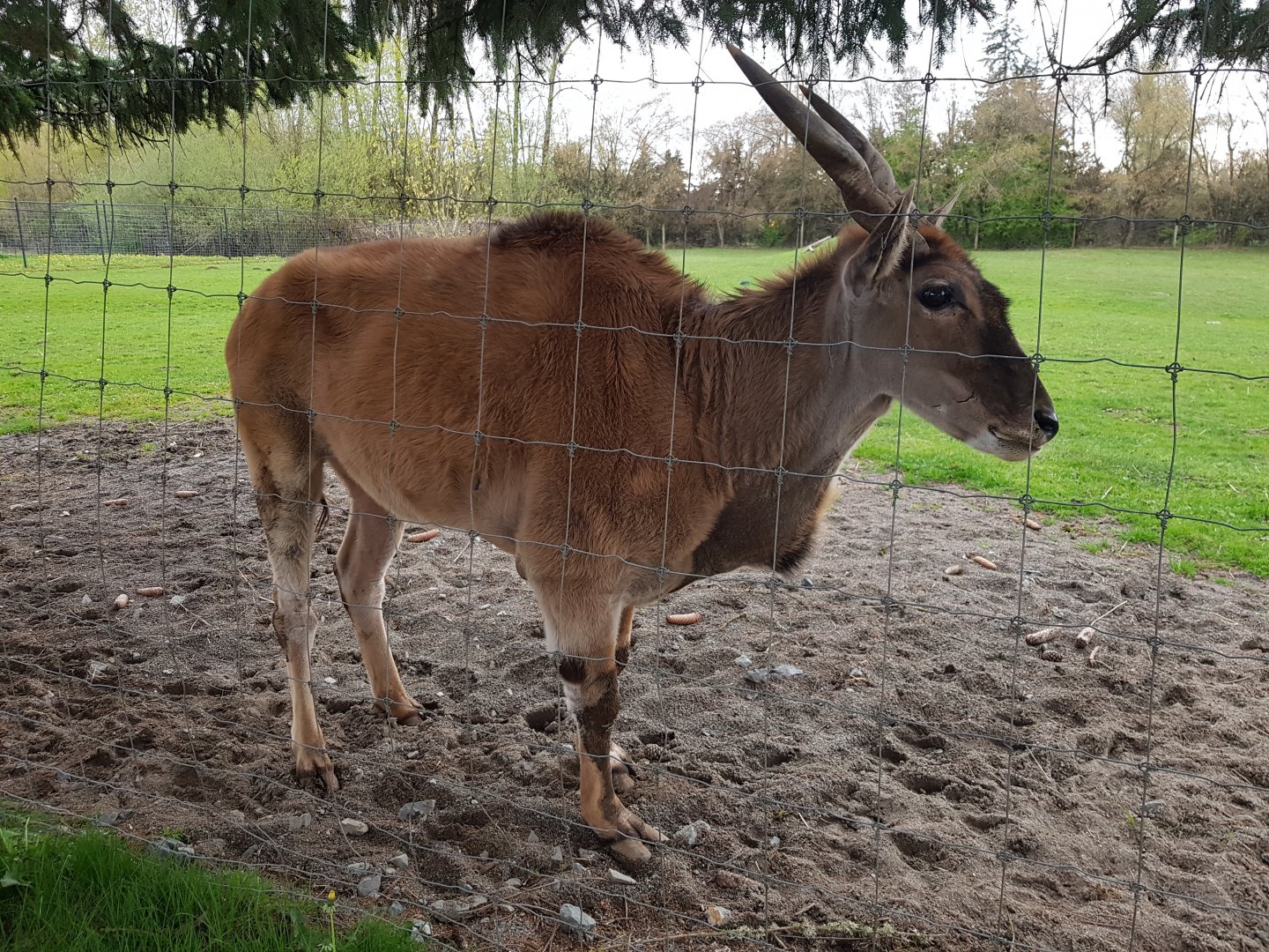 Ernie (Common Eland)