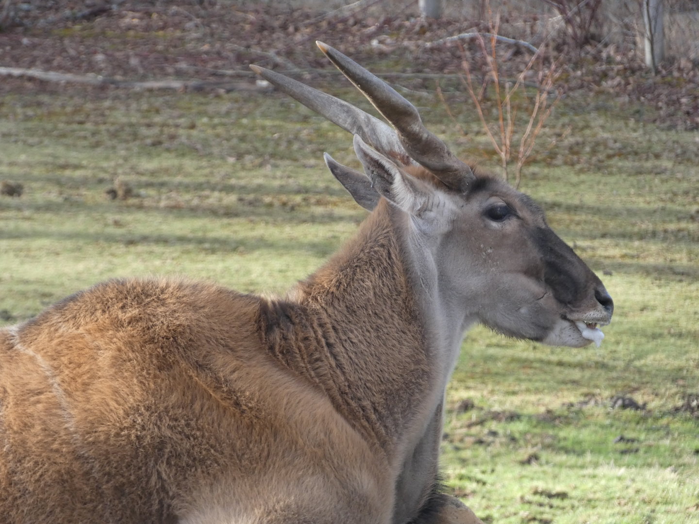 Ernie (Common eland)