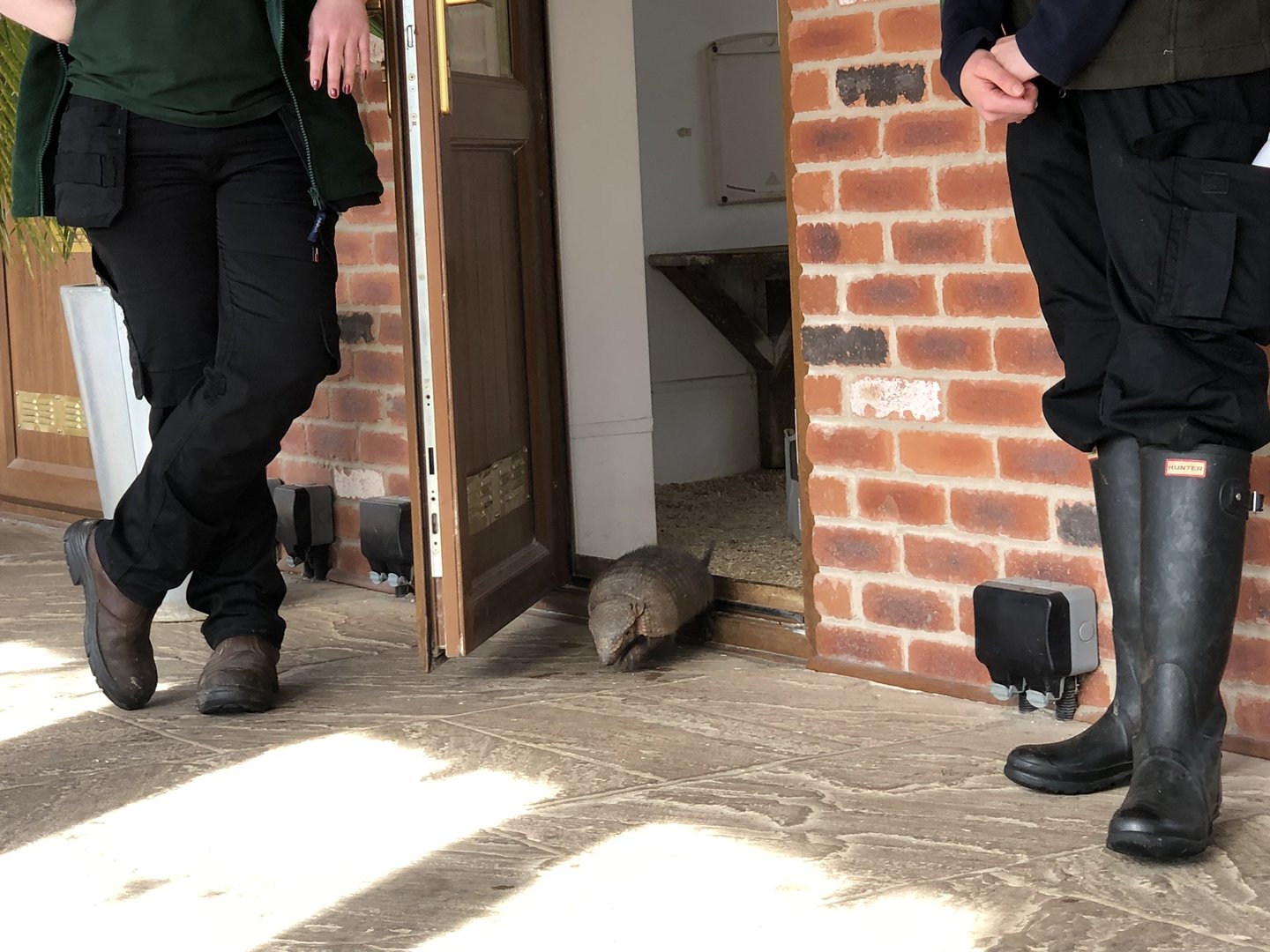Ernie the Armadillo at Tropical Butterfly House (March 2023)
