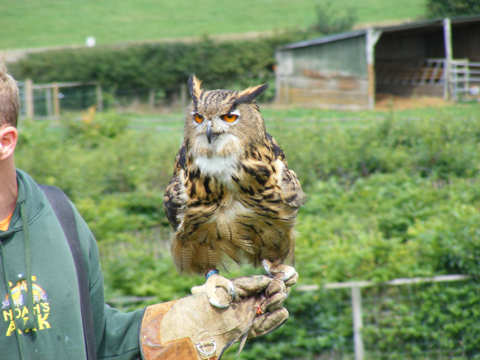 Ernie the Eurasian eagle owl at Noah's Ark Zoo Farm, 31 July 2010