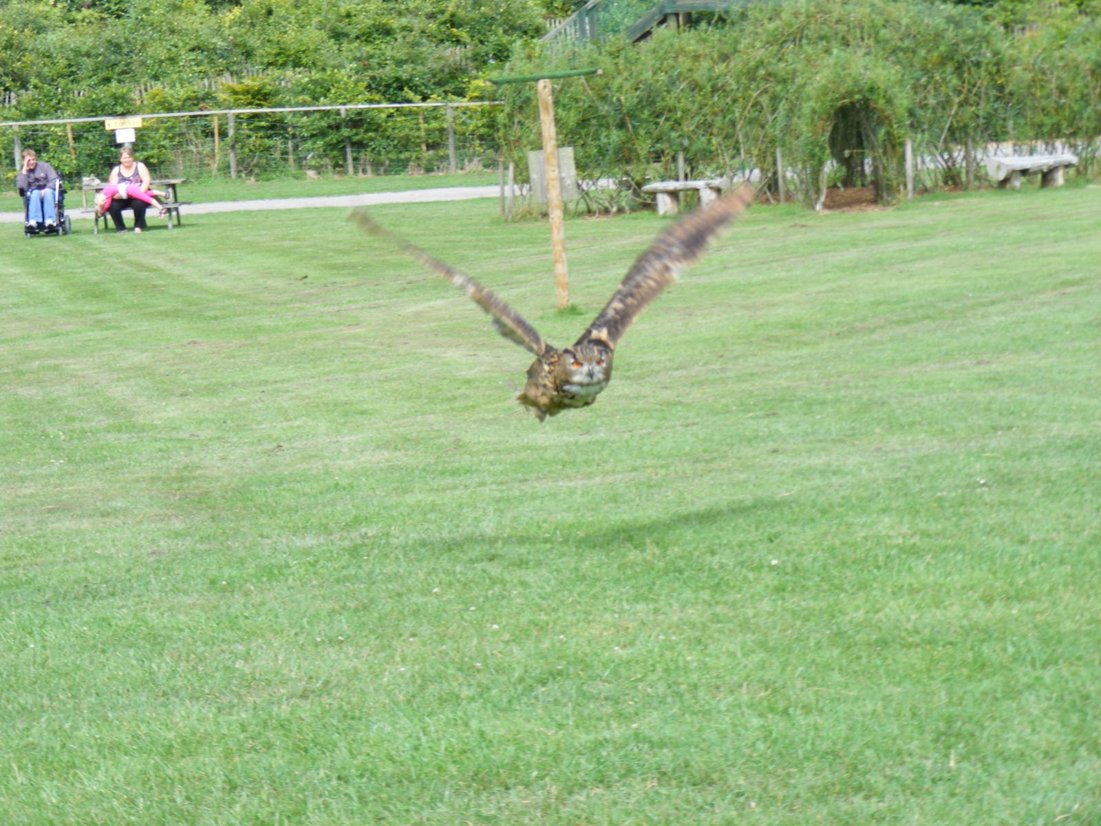Ernie the Eurasian eagle owl at Noah's Ark Zoo Farm, 31 July 2010