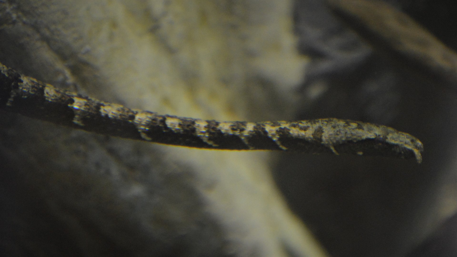 Erpeton tentaculatum