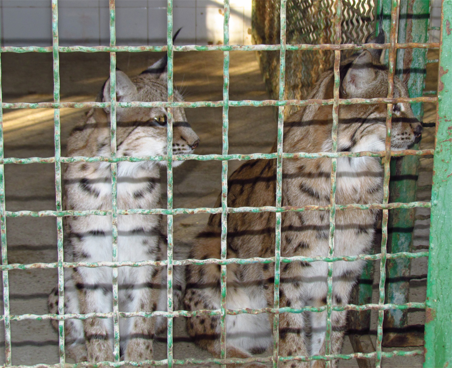 eruasian lynx (Mashhad zoo)
