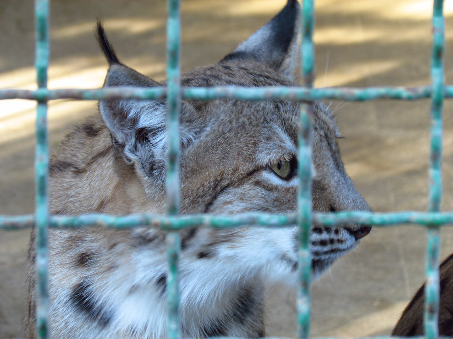 eruasian lynx (Mashhad zoo)