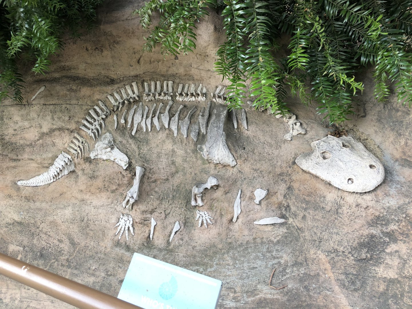 Eryops megacephalus skeleton replica