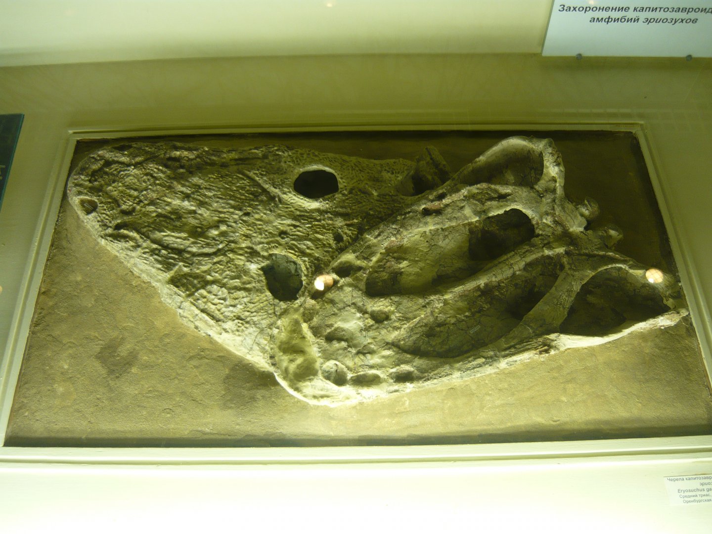Eryosuchus garjainovi skulls
