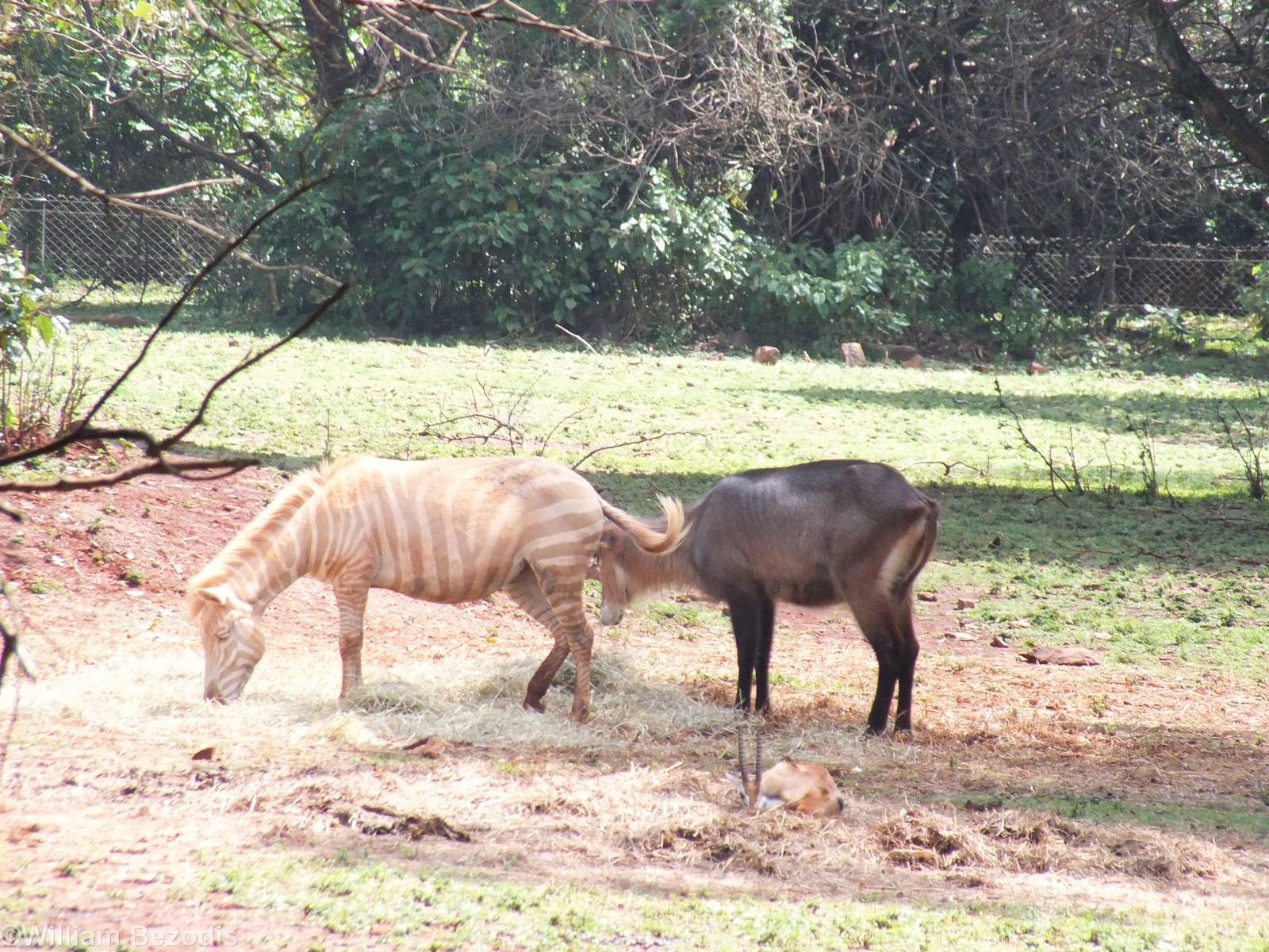 Erythristic or Leucistic Zebra, and Waterbuck - Nairobi Safari Walk