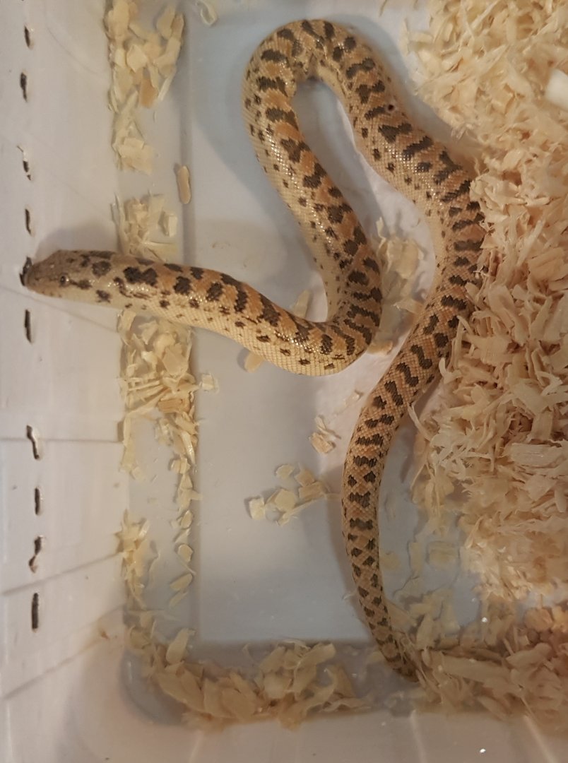 Eryx miliaris - Blonde phase