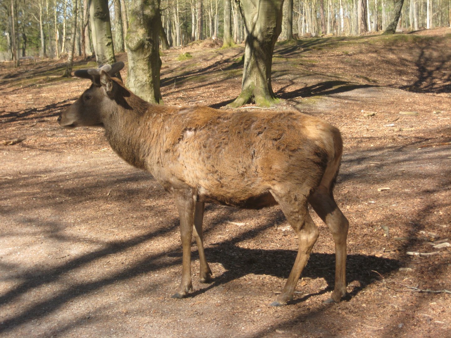 Esbjerg Dyrehave - Red deer